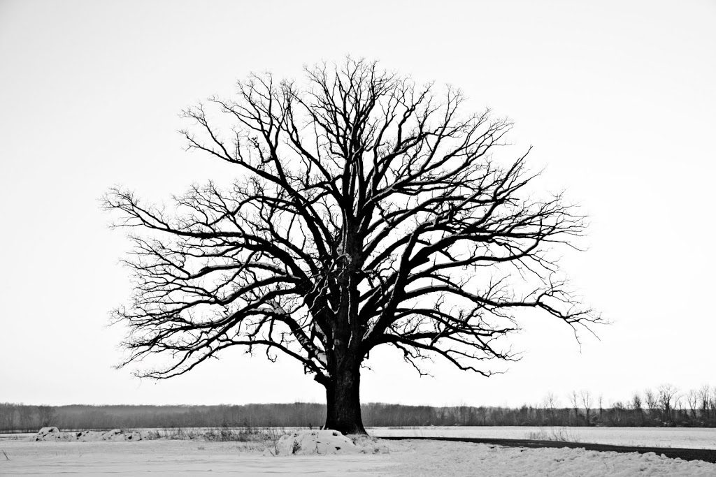 bwtree