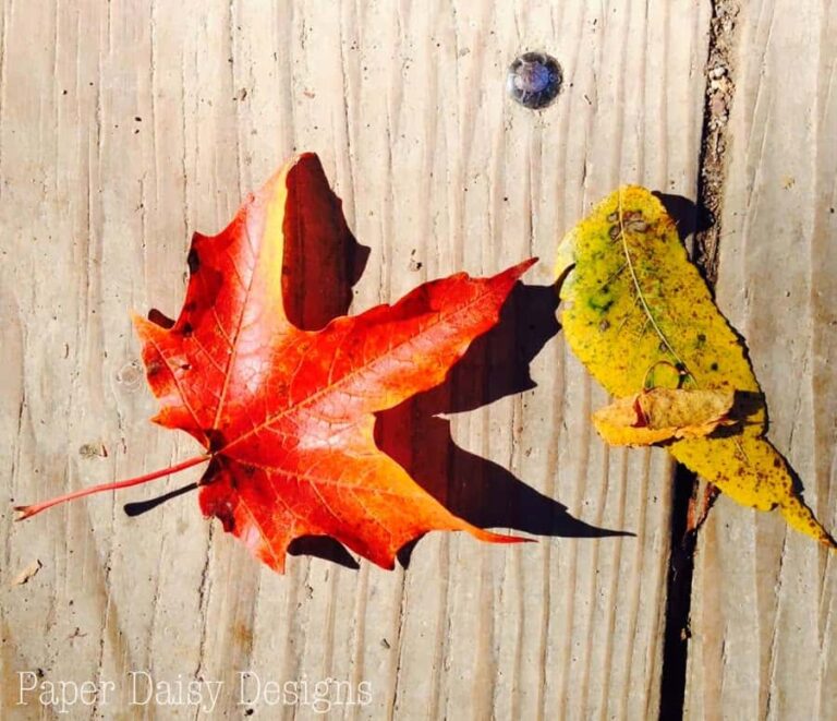 Fluttering about…