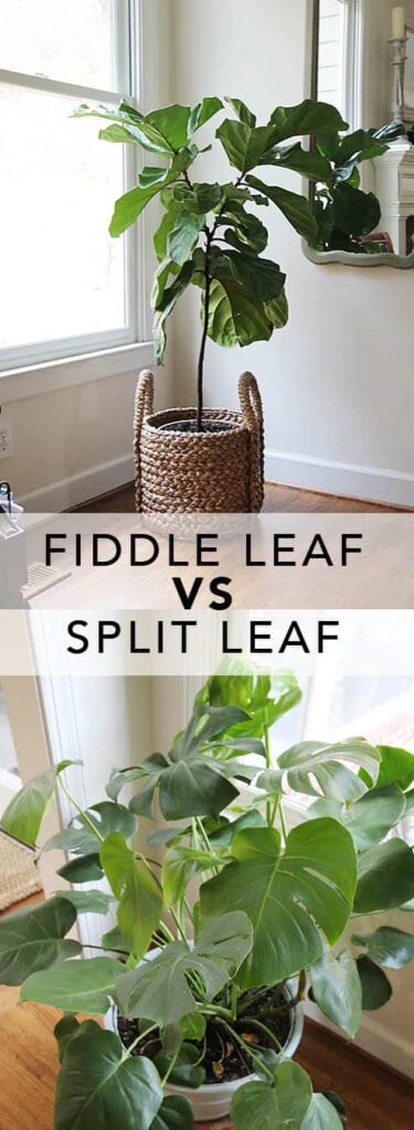 fiddlevssplit